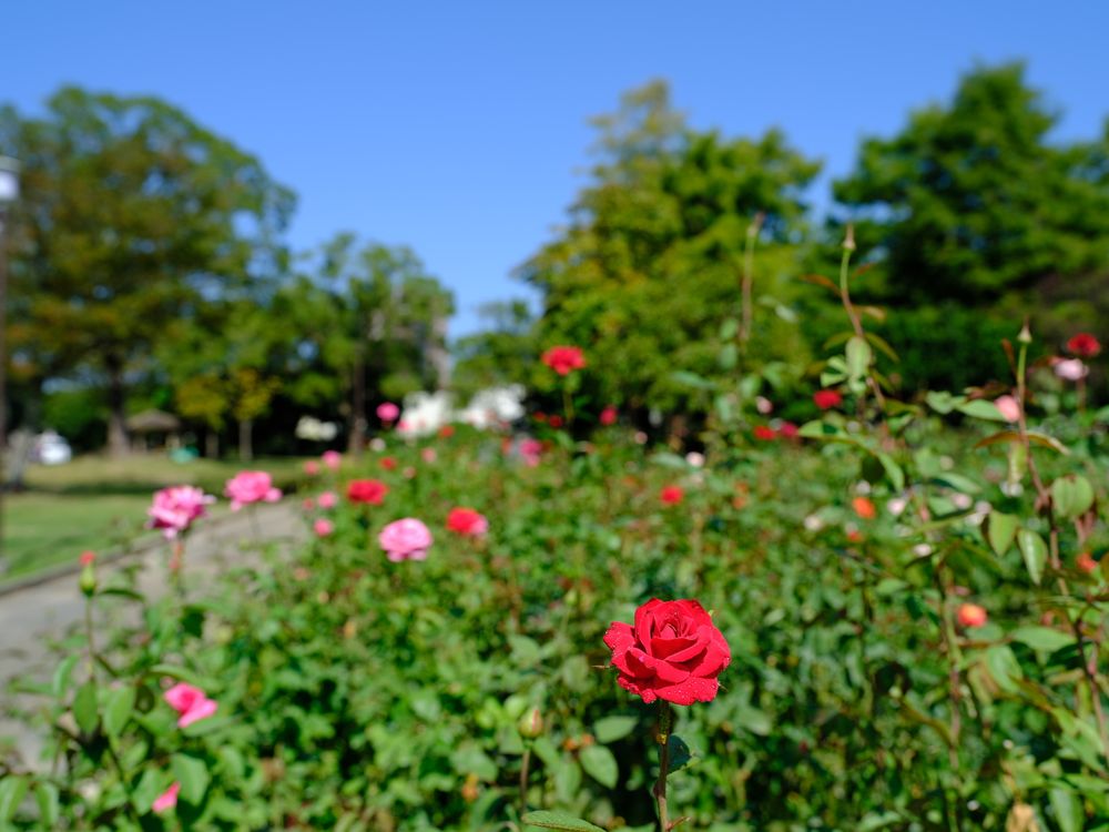 徳島中央公園の画像 - 4枚目