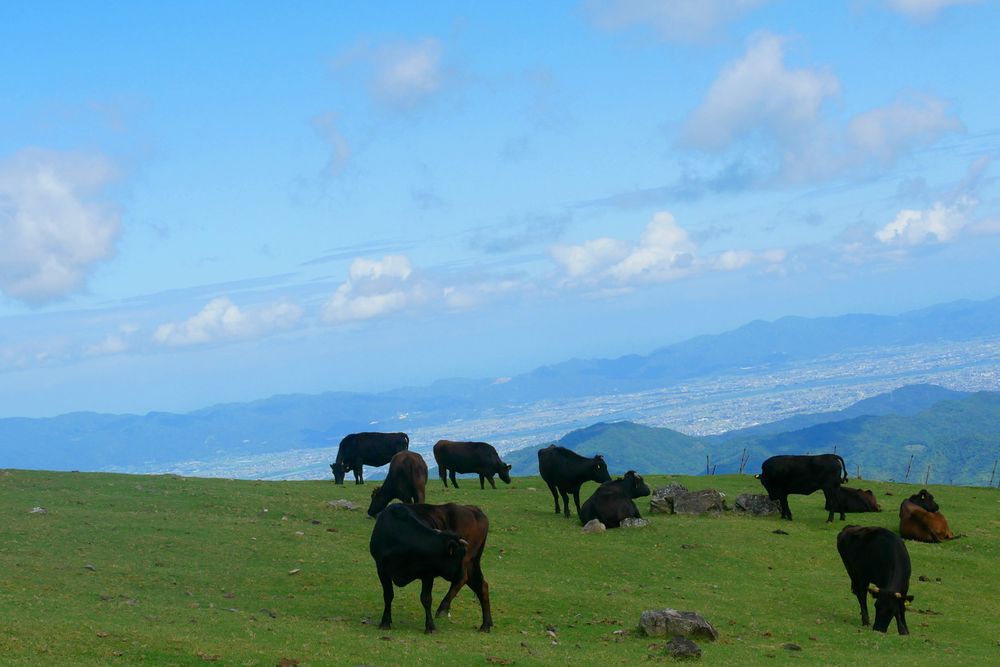 大川原高原の画像 - 3枚目