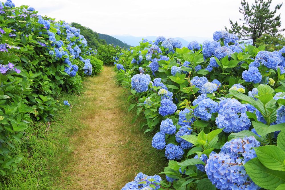 大川原高原の画像 - 4枚目