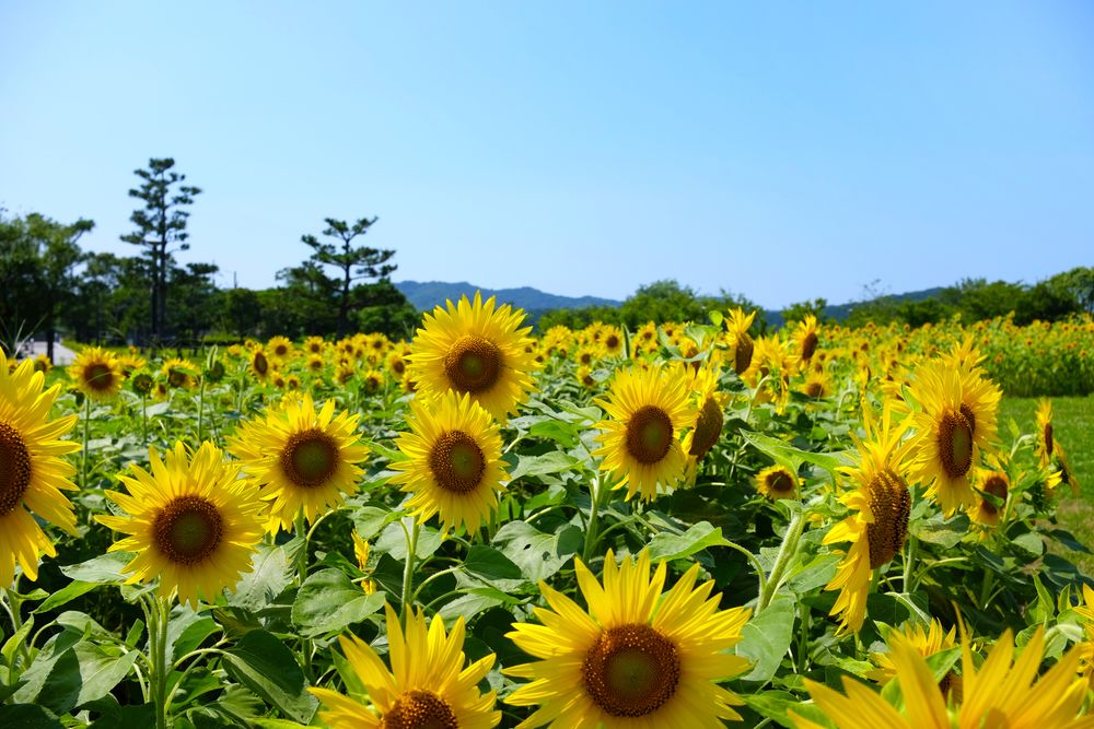 鳴門ウチノ海総合公園の画像 - 3枚目