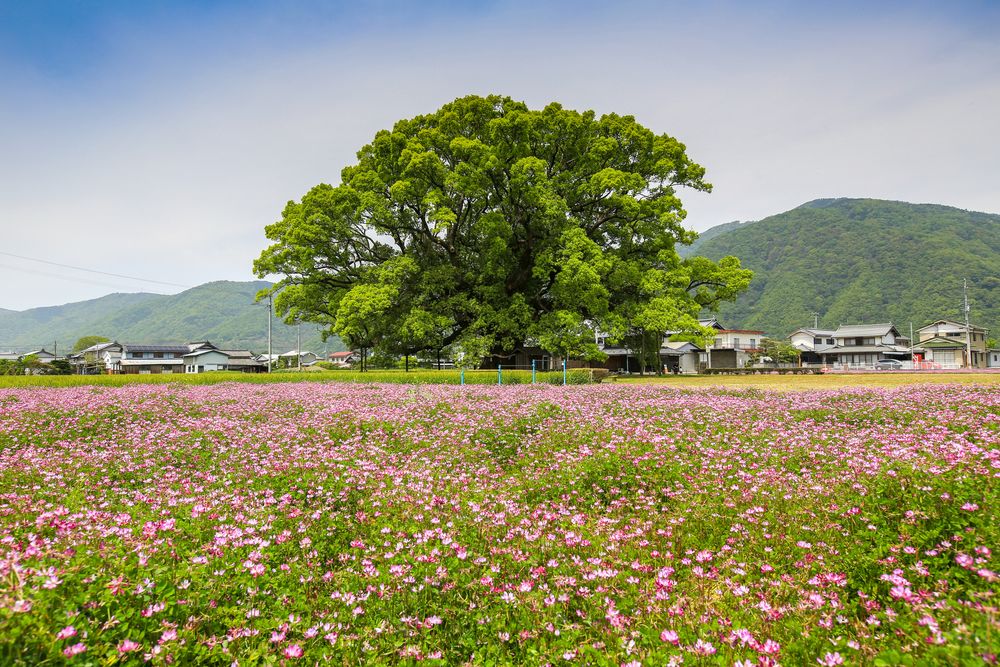 加茂の大クスの画像 - 3枚目