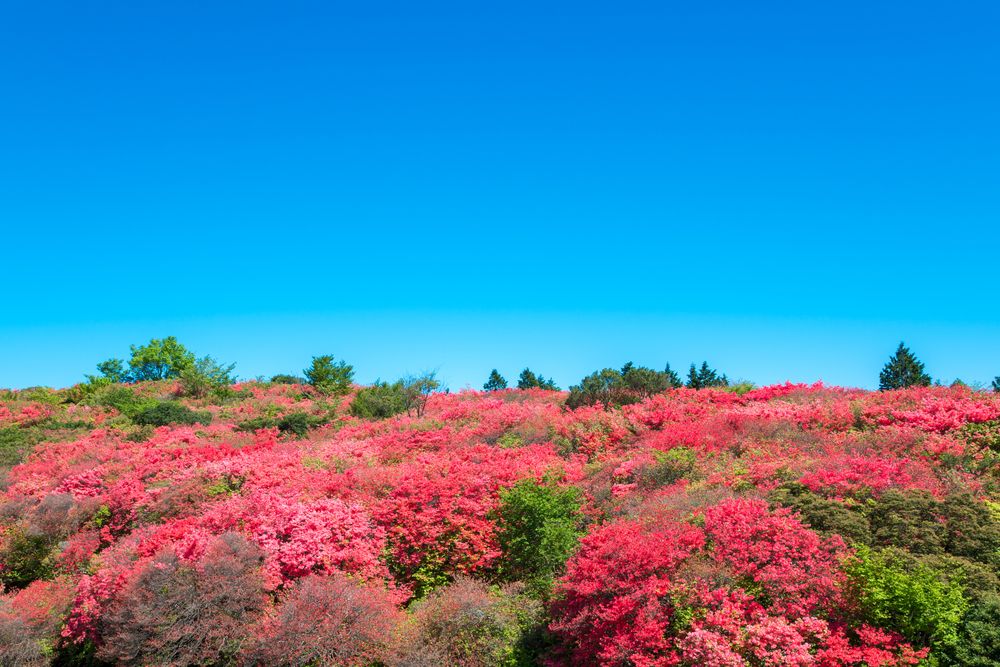 船窪つつじ公園の画像 - 2枚目