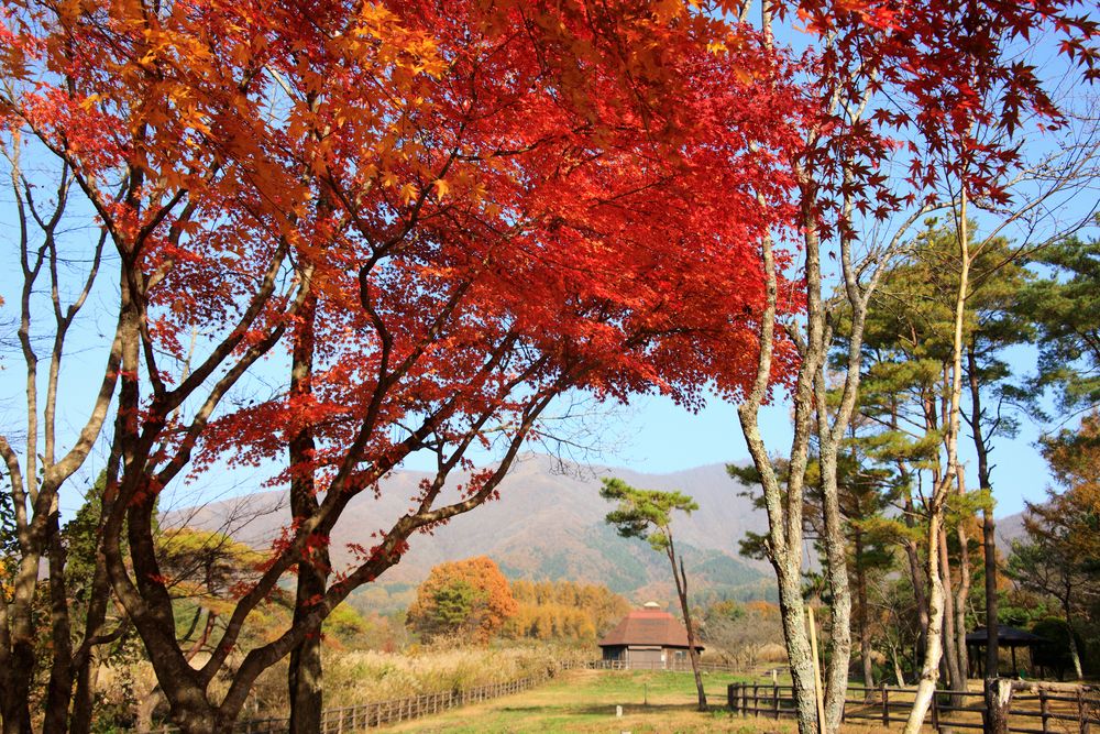 蒜山高原の画像 - 3枚目