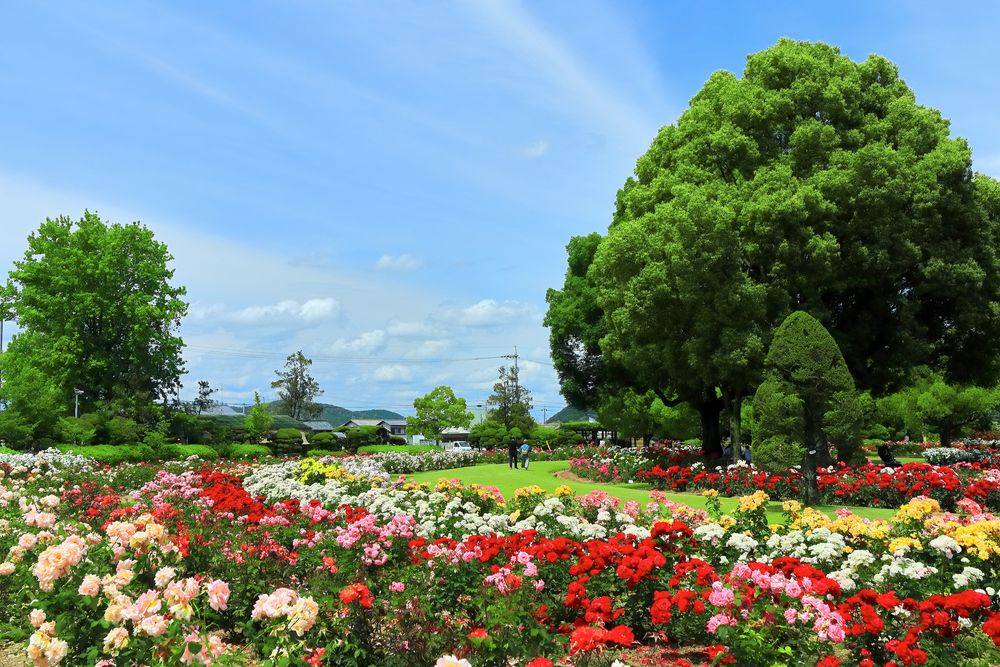 RSK バラ園の画像 - 5枚目