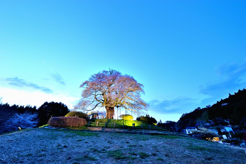 醍醐桜の画像 - 2枚目