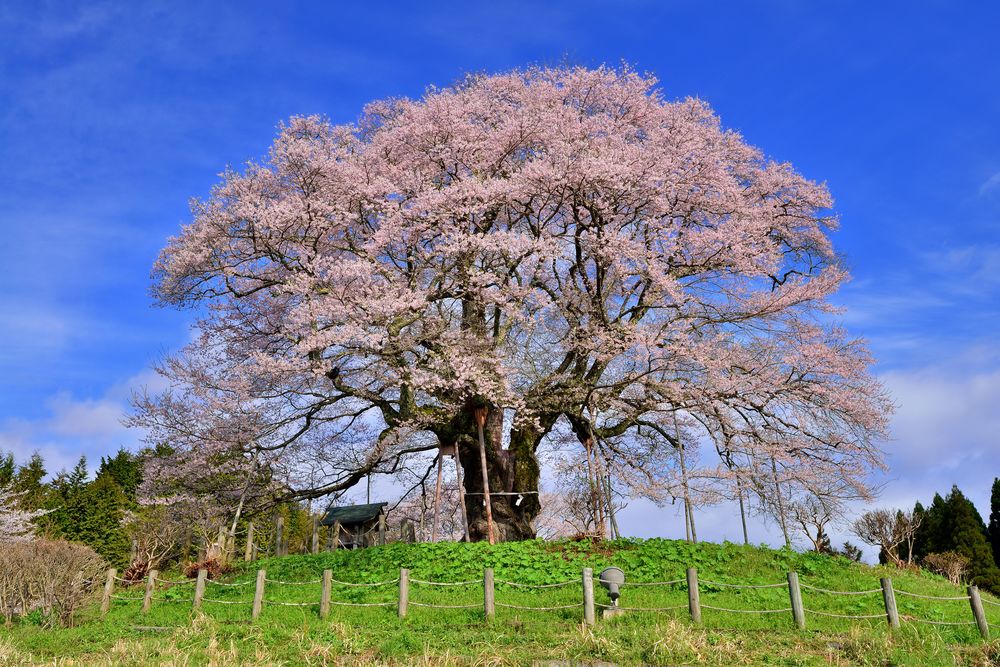 醍醐桜