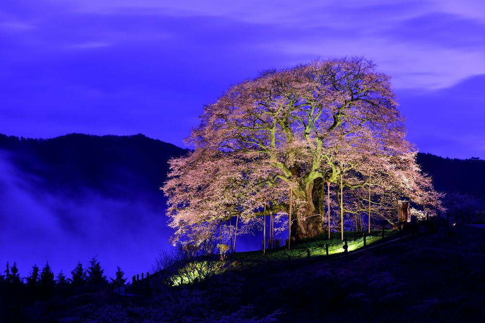 醍醐桜の画像 - 3枚目