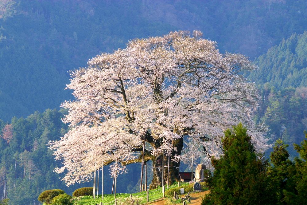 醍醐桜の画像 - 4枚目