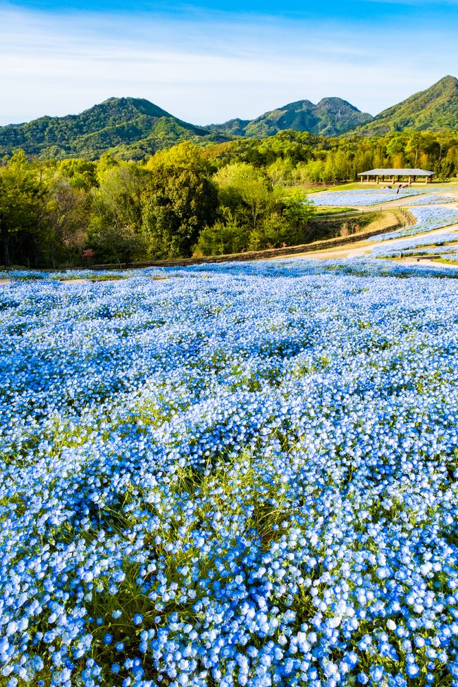 国営讃岐まんのう公園の画像 - 5枚目
