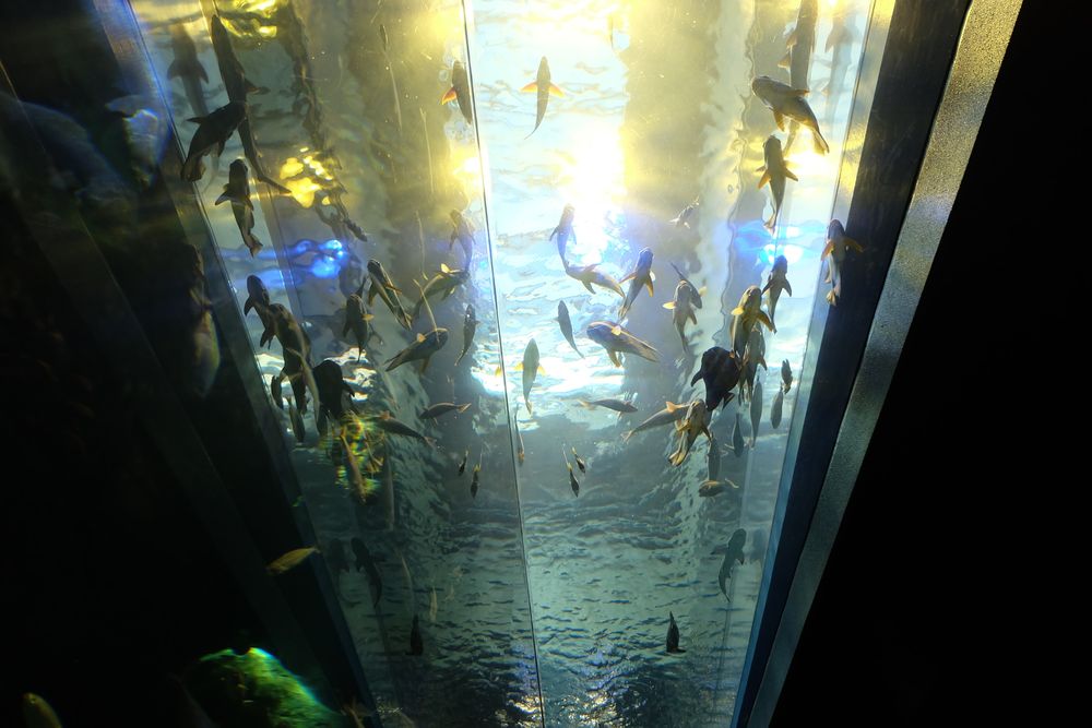 みやじマリン 宮島水族館の画像 - 2枚目