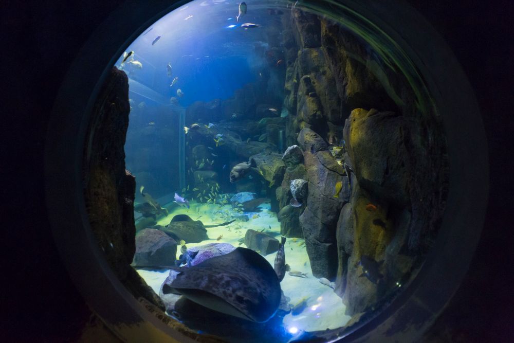 みやじマリン 宮島水族館の画像 - 5枚目