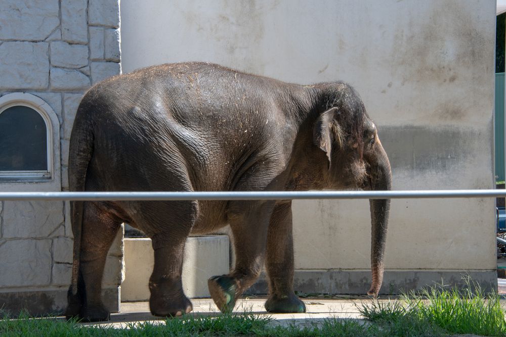 福山市立動物園の画像 - 2枚目