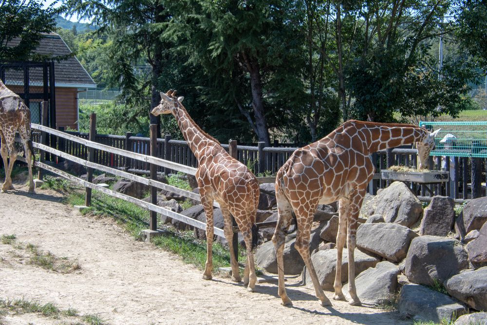 福山市立動物園の画像 - 3枚目