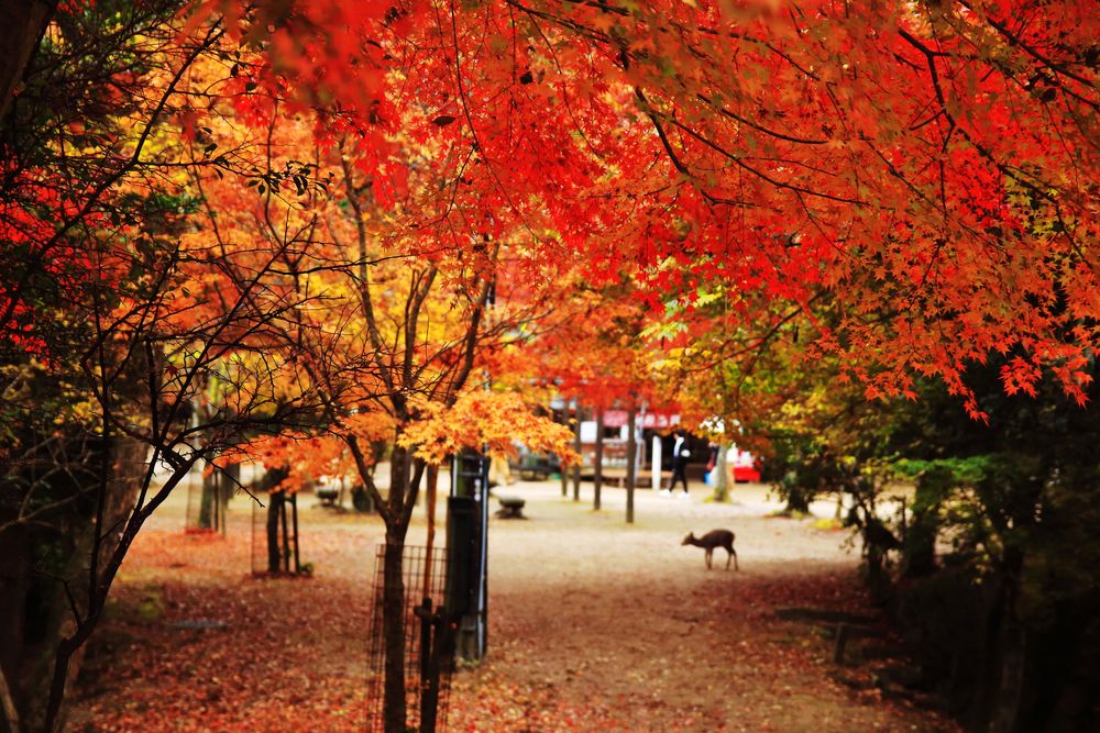 紅葉谷公園の画像 - 4枚目