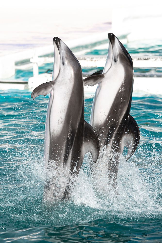 鴨川シーワールド】の周辺スポット・アクセス・口コミ - Prism Japan