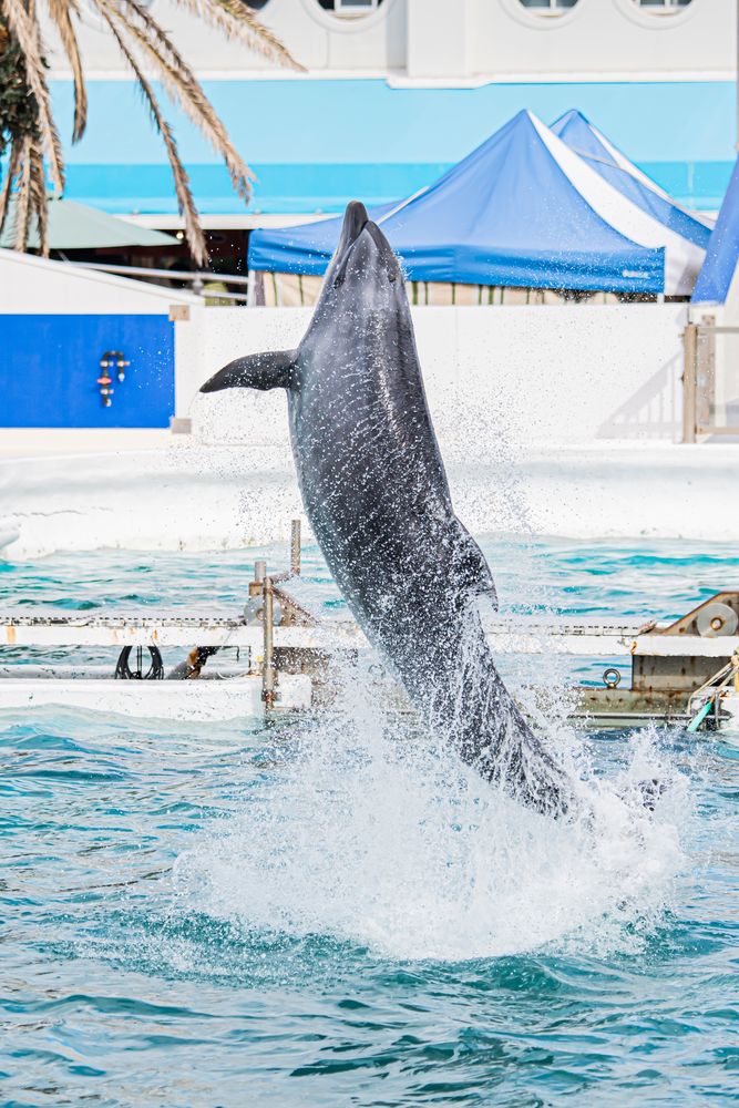 鴨川シーワールドの画像 - 3枚目