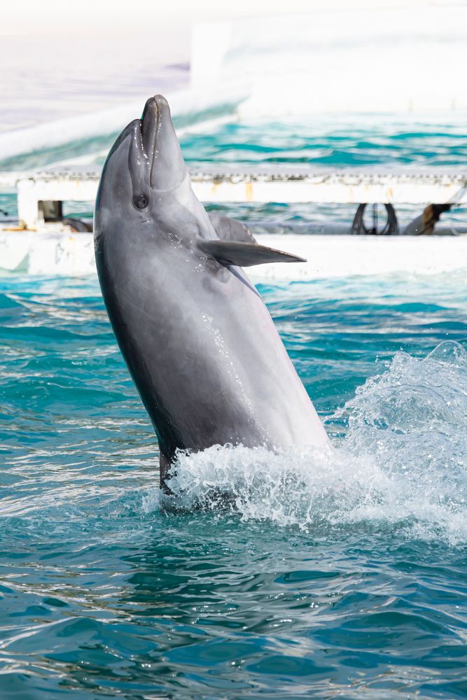 鴨川シーワールド】の周辺スポット・アクセス・口コミ - Prism Japan