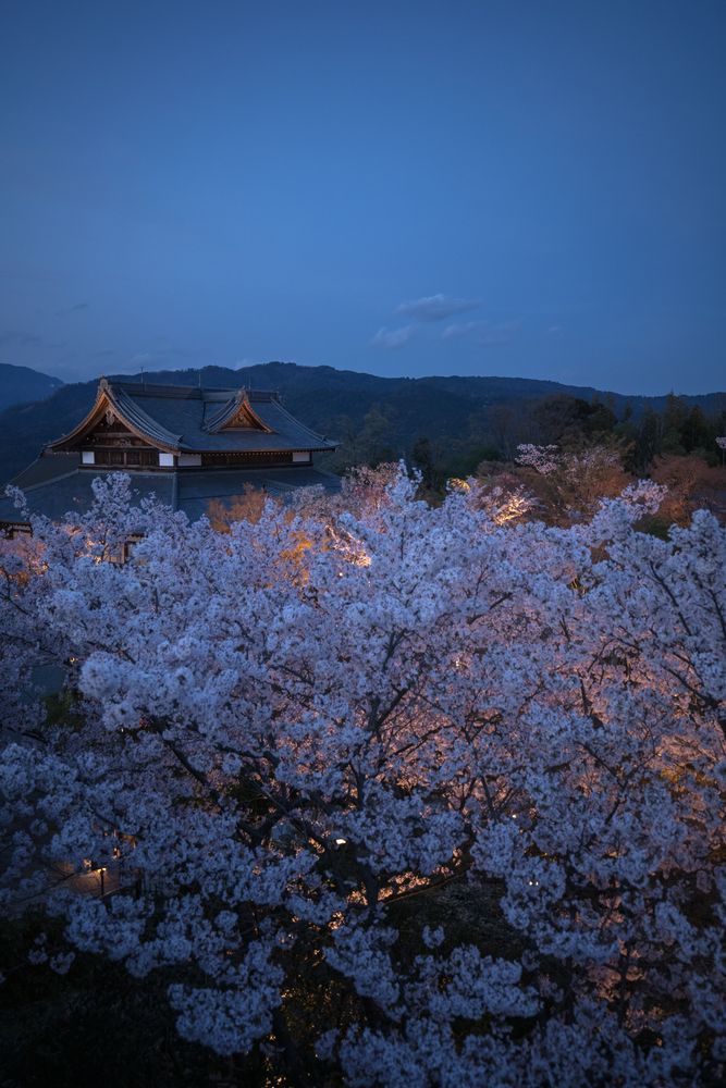 将軍塚青龍殿の画像 - 5枚目
