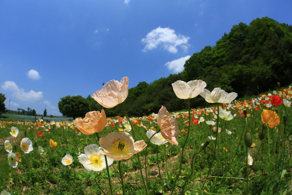 香山ラベンダーの丘の画像 - 3枚目