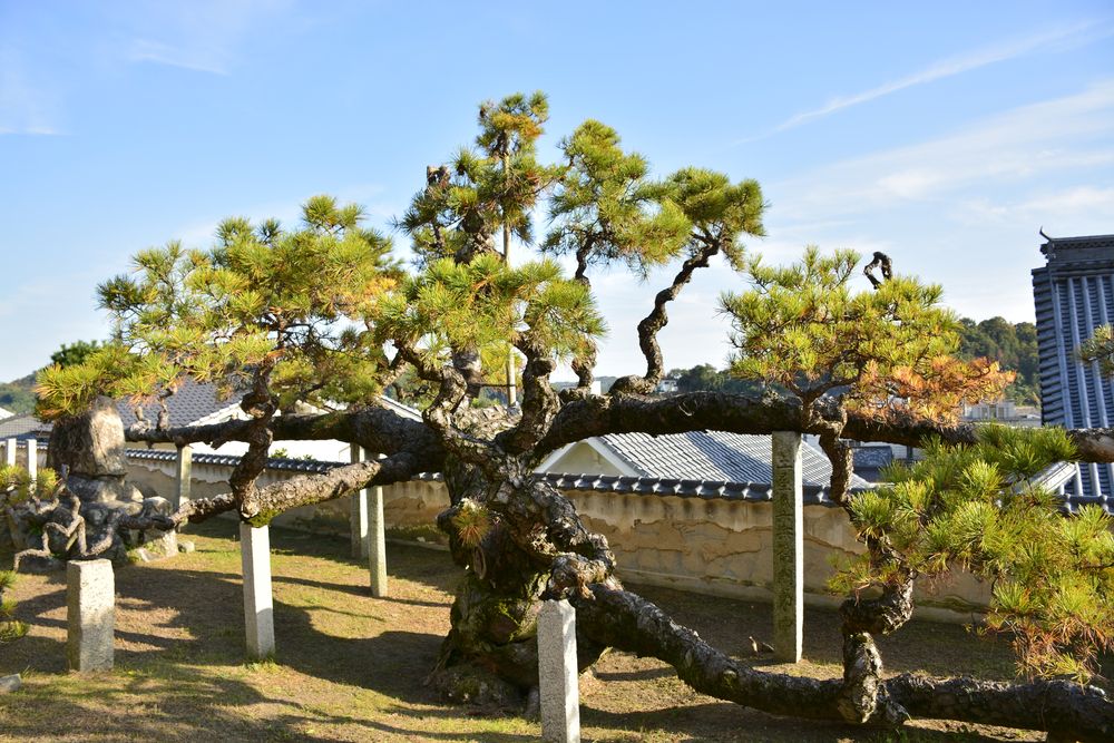 清浄山光明寺の画像 - 3枚目