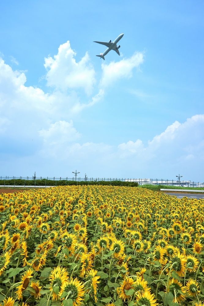 成田国際空港の画像 - 4枚目