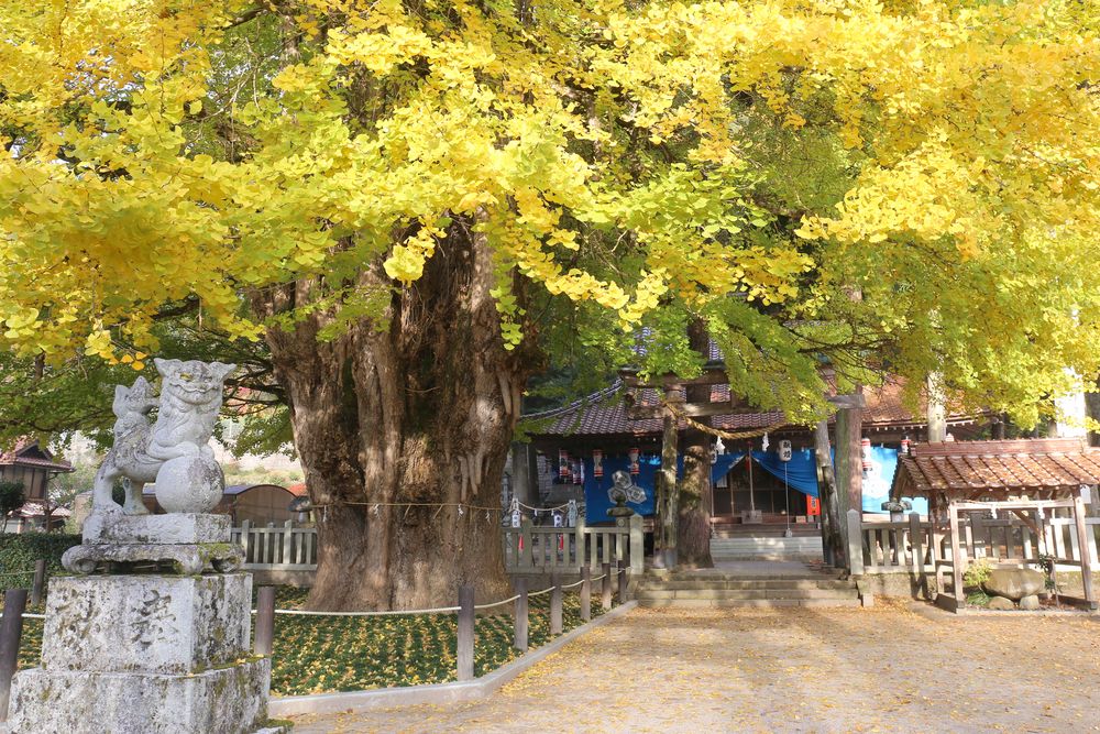 筒賀のイチョウ】の周辺スポット・アクセス・口コミ - Prism Japan