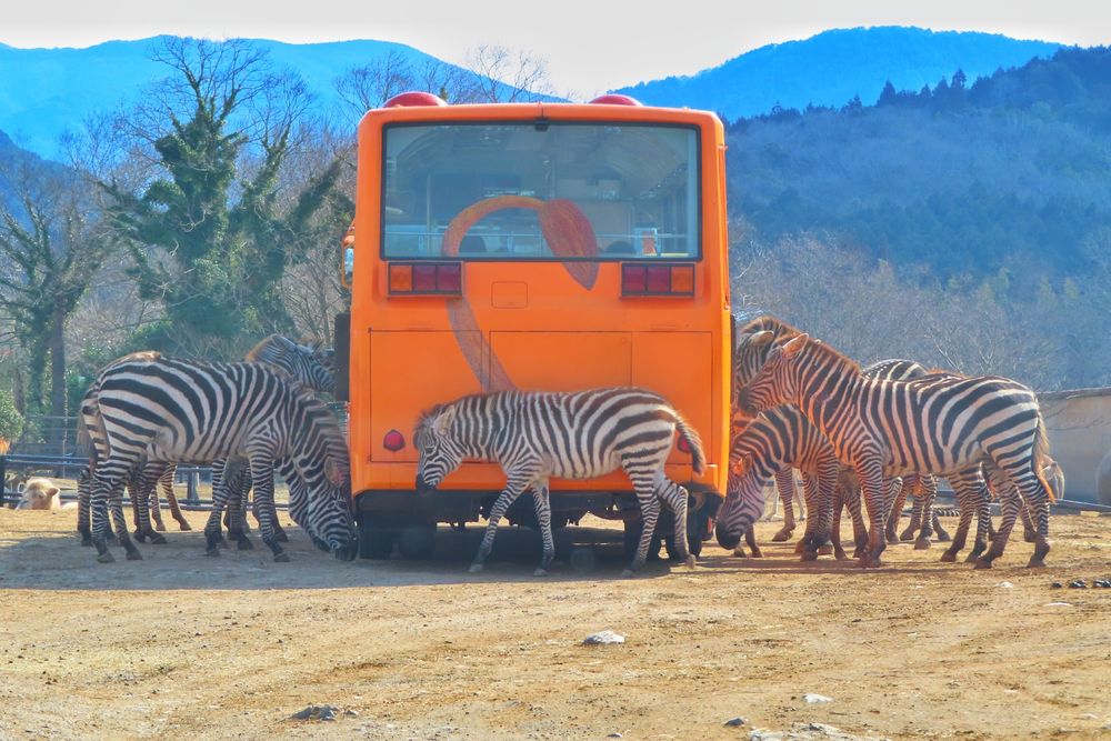 秋吉台自然動物公園サファリランドの画像 - 2枚目