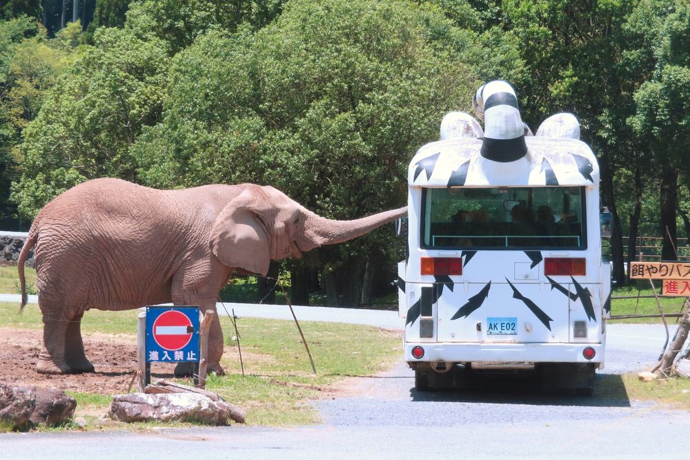 秋吉台自然動物公園サファリランドの画像 - 3枚目