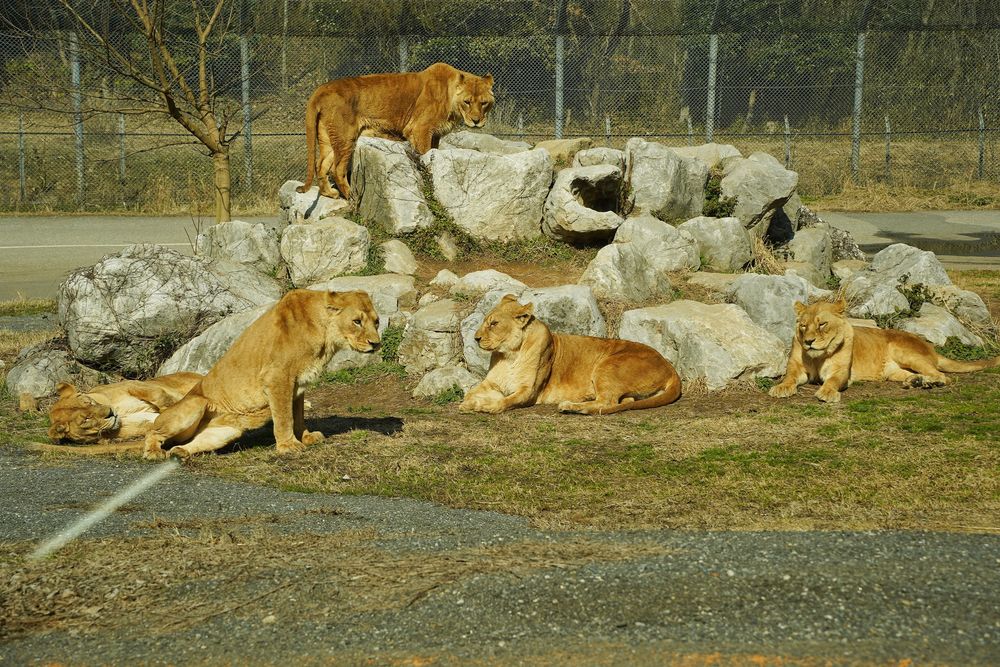 秋吉台自然動物公園サファリランドの画像 - 5枚目