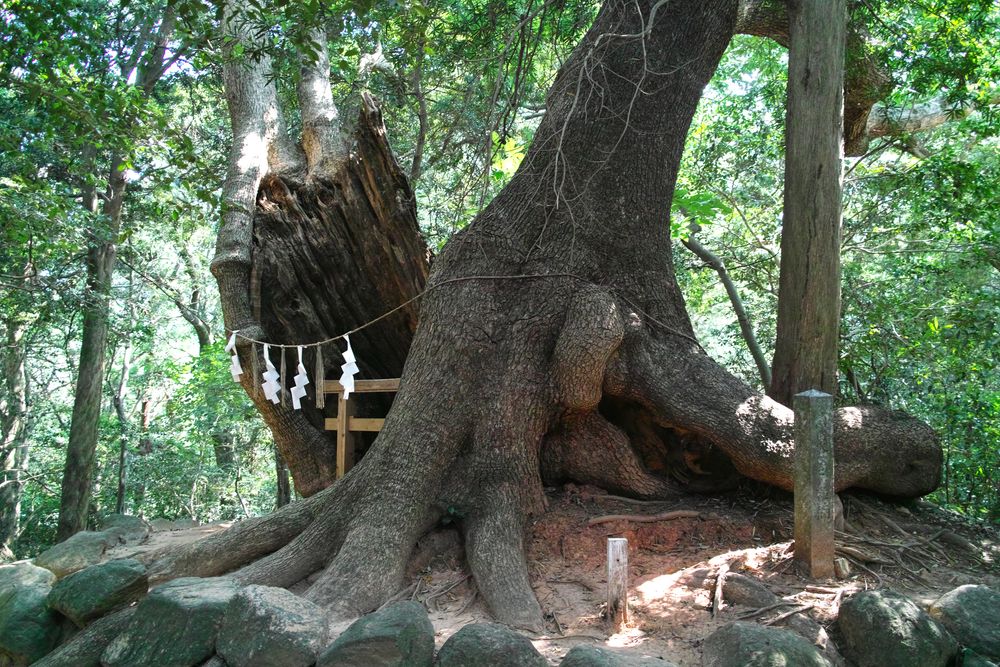 住吉神社の画像 - 4枚目