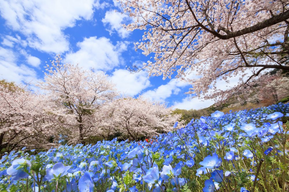火の山公園の画像 - 4枚目