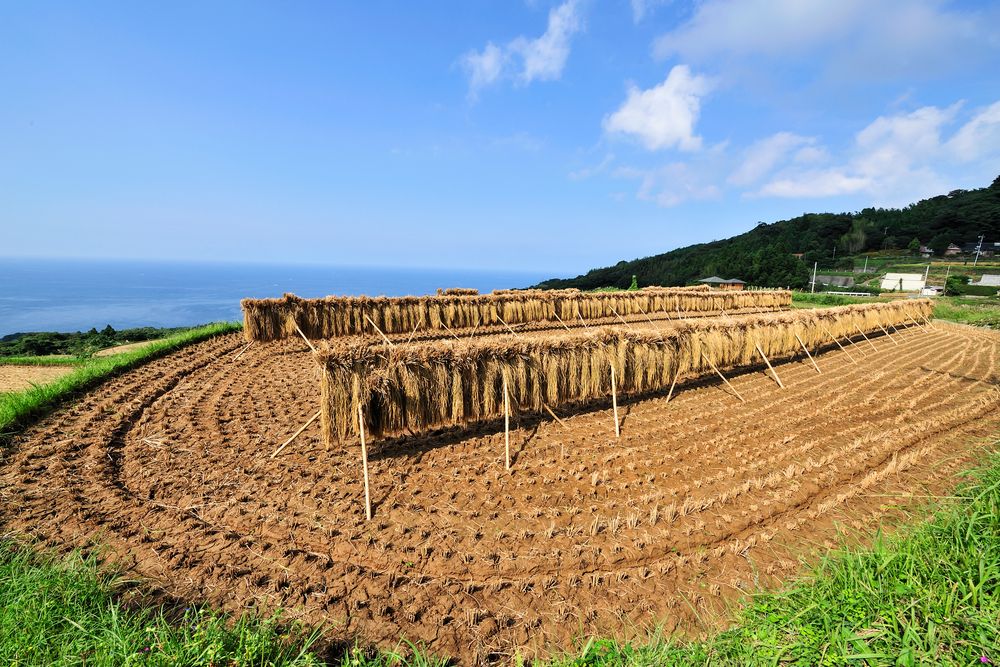 東後畑棚田の画像 - 3枚目