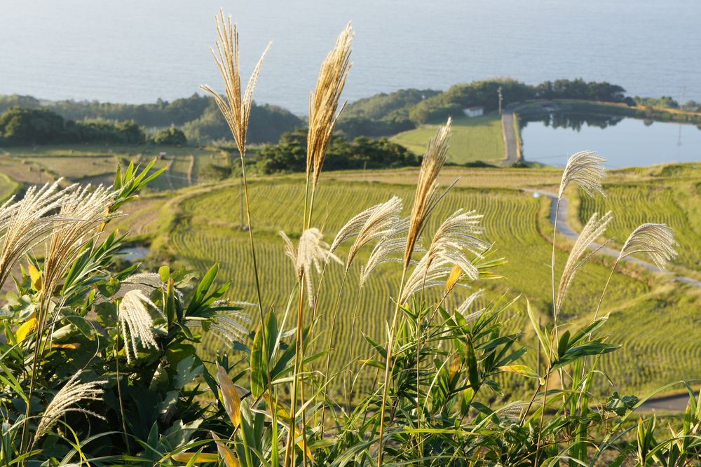 東後畑棚田の画像 - 5枚目