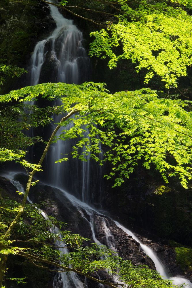 秋芳白糸の滝の画像 - 3枚目