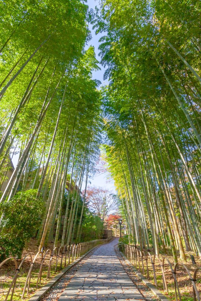 竹林の小径の画像 - 2枚目