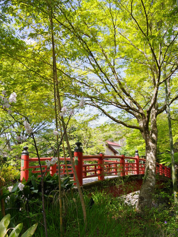 竹林の小径の画像 - 3枚目