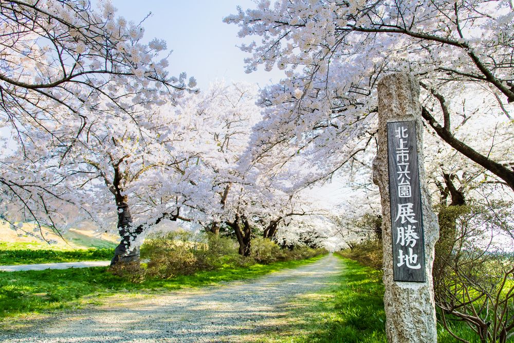 上州勝山 盆栽鉢 上州勝山