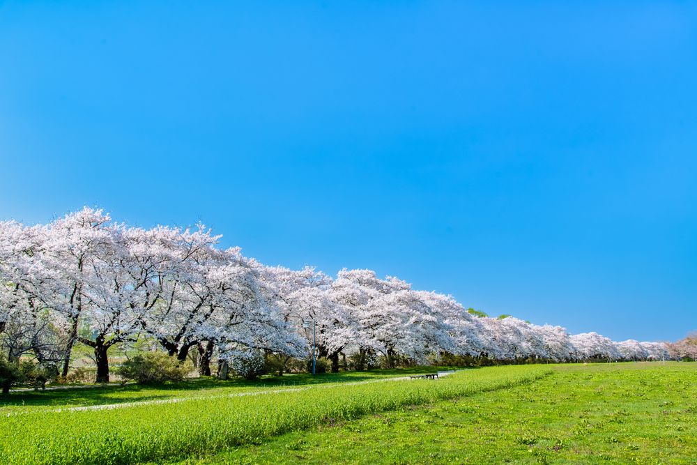 北上市立公園展勝地の画像 - 2枚目