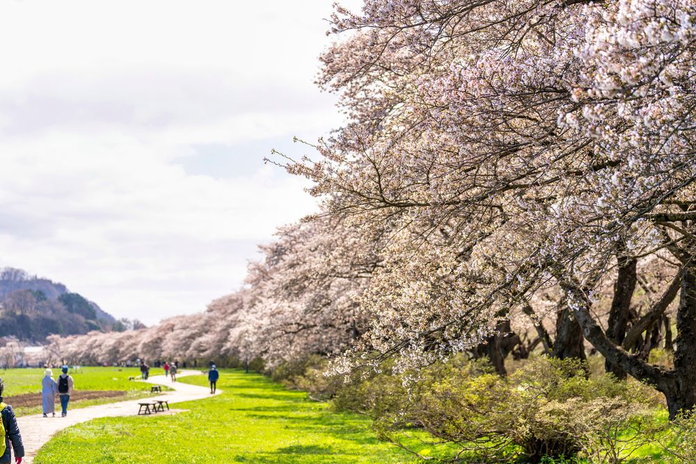 北上市立公園展勝地の画像 - 5枚目