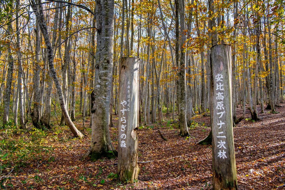 安比高原の画像 - 2枚目