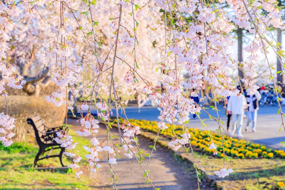水沢公園の画像 - 2枚目