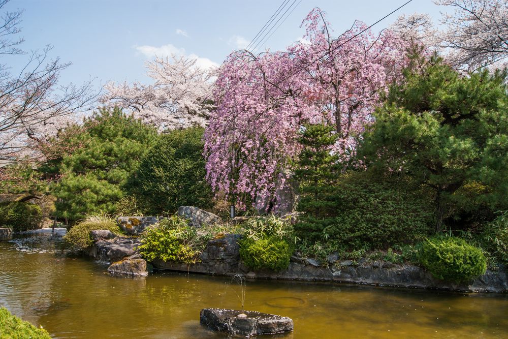 水沢公園の画像 - 3枚目