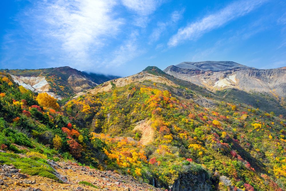 みやぎ蔵王三十六景 駒草平の画像 - 3枚目