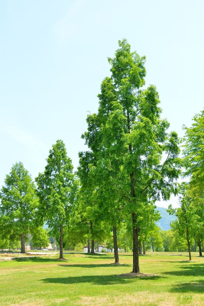 滋賀農業公園 ブルーメの丘の画像 - 3枚目
