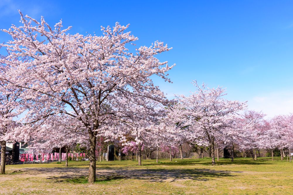 西公園の画像 - 4枚目