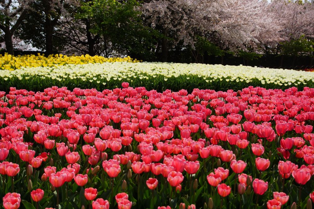 なばなの里】の周辺スポット・アクセス・口コミ - Prism Japan