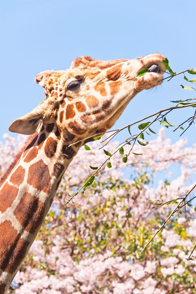野毛山動物園の画像 - 3枚目