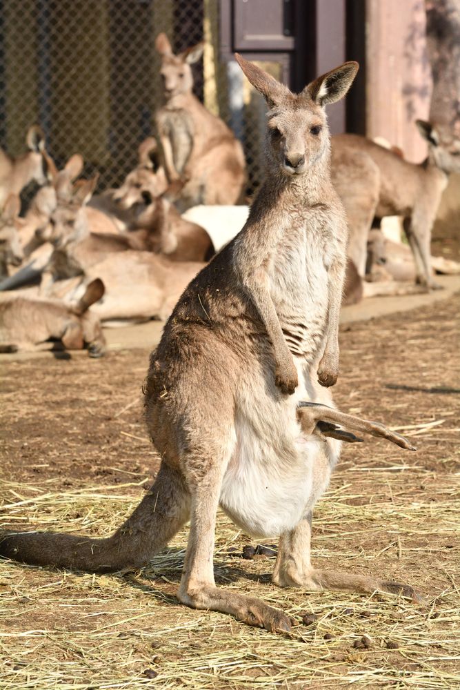 野毛山動物園の画像 - 4枚目