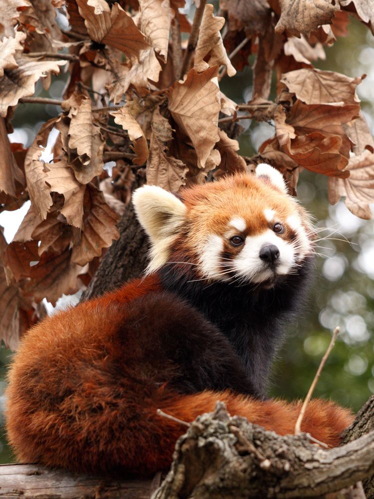 野毛山動物園の画像 - 6枚目