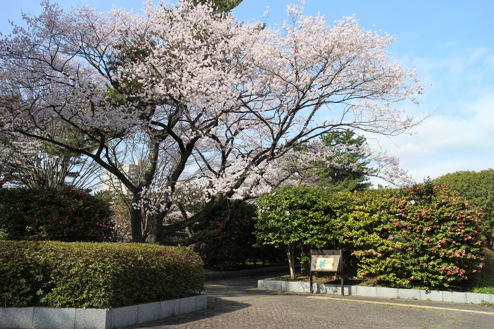 榴岡公園の画像 - 5枚目